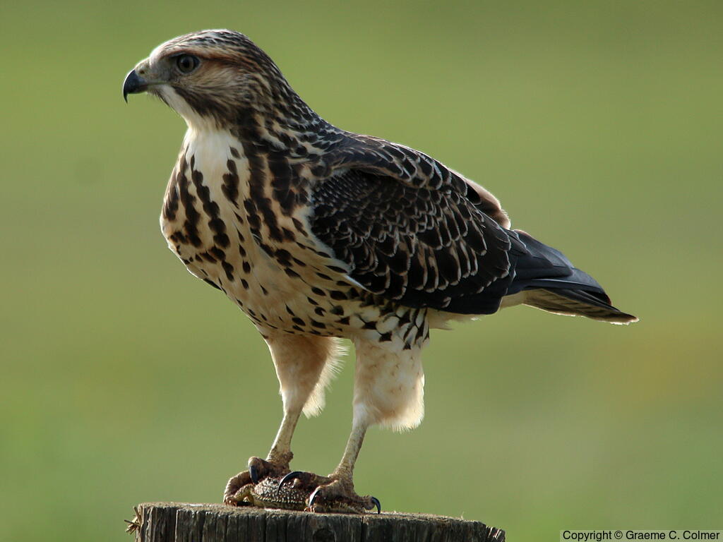 Swainson's Hawk (Buteo swainsoni) - Adult (light morph)