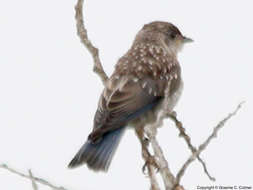 Eastern Bluebird (Sialia sialis) - Juvenile