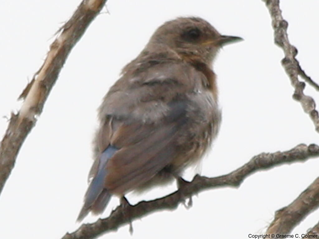 Eastern Bluebird (Sialia sialis) - Juvenile