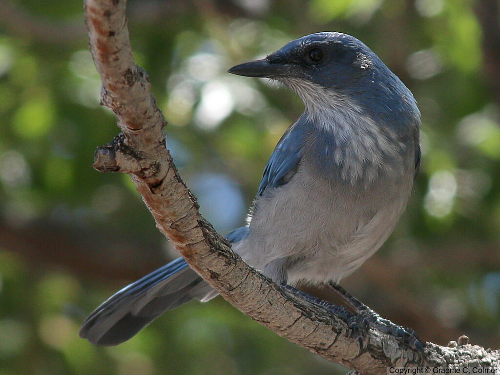 Woodhouse's Scrub-Jay (Aphelocoma woodhouseii) - Adult