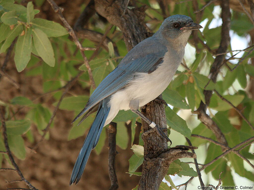 Mexican Jay (Aphelocoma wollweberi) - Adult
