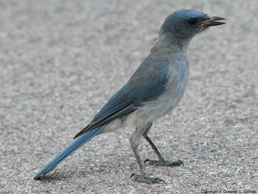 Mexican Jay (Aphelocoma wollweberi) - Adult