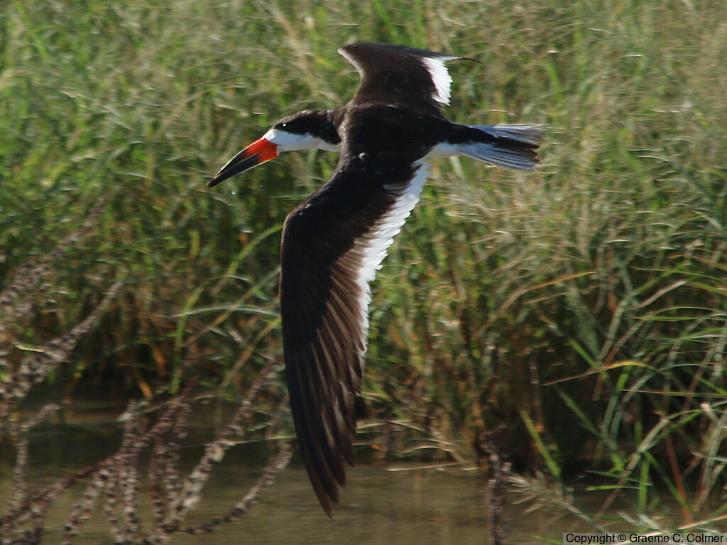 Black Skimmer (Rynchops niger) - Adult