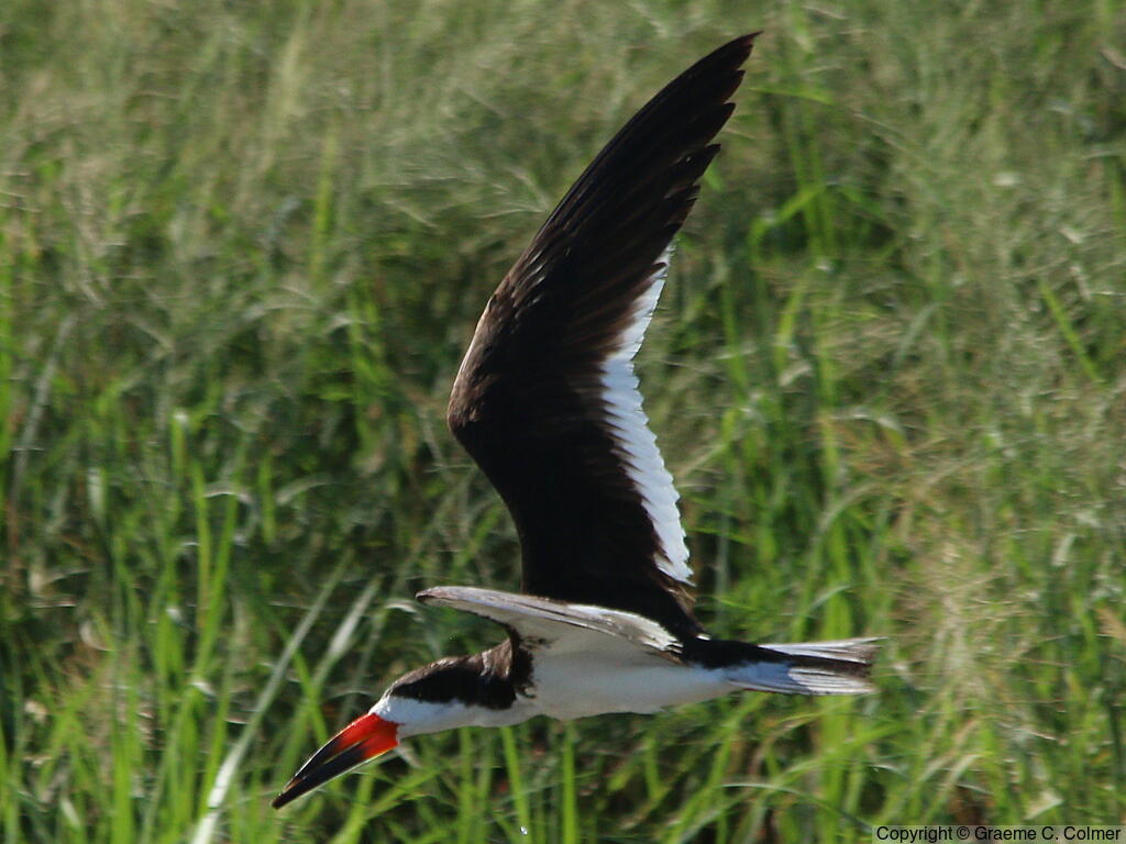 Black Skimmer (Rynchops niger) - Adult