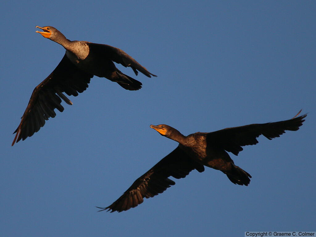 Double-crested Cormorant (Nannopterum auritum) - Adult