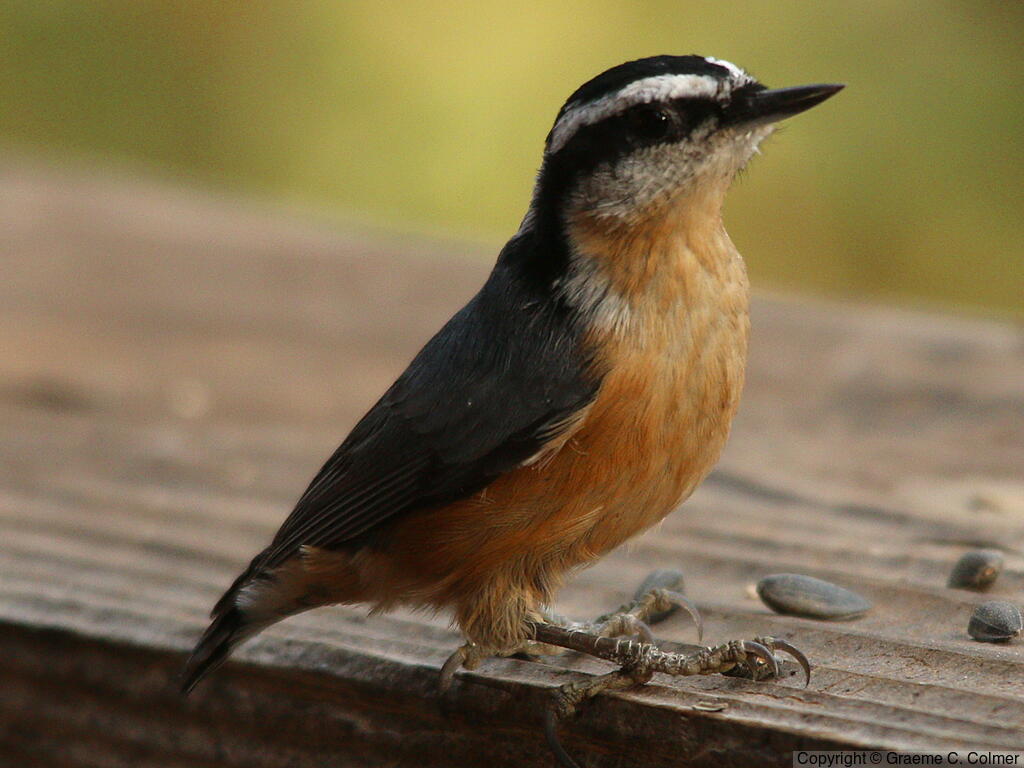 Red-breasted Nuthatch (Sitta canadensis) - Adult male