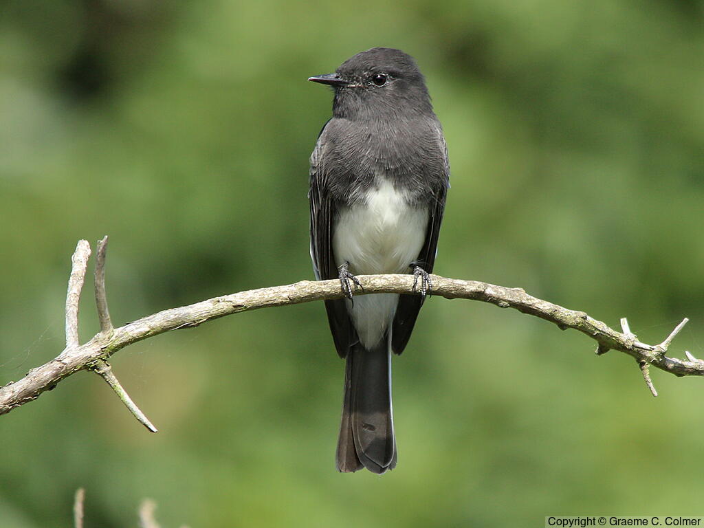 Black Phoebe (Sayornis nigricans) - Adult (northern)