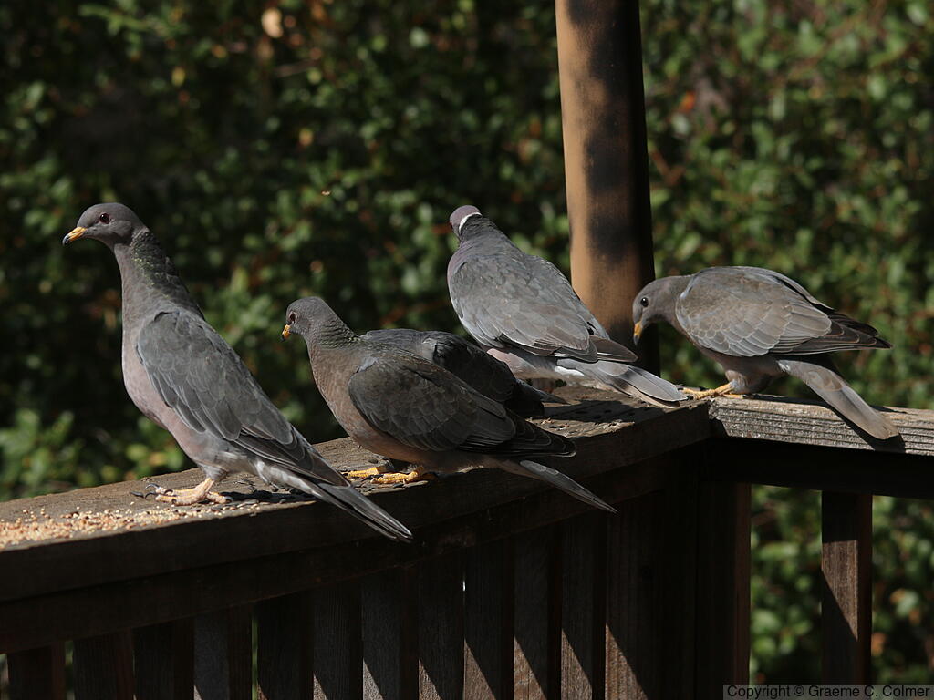 Band-tailed Pigeon (Patagioenas fasciata) - Adults