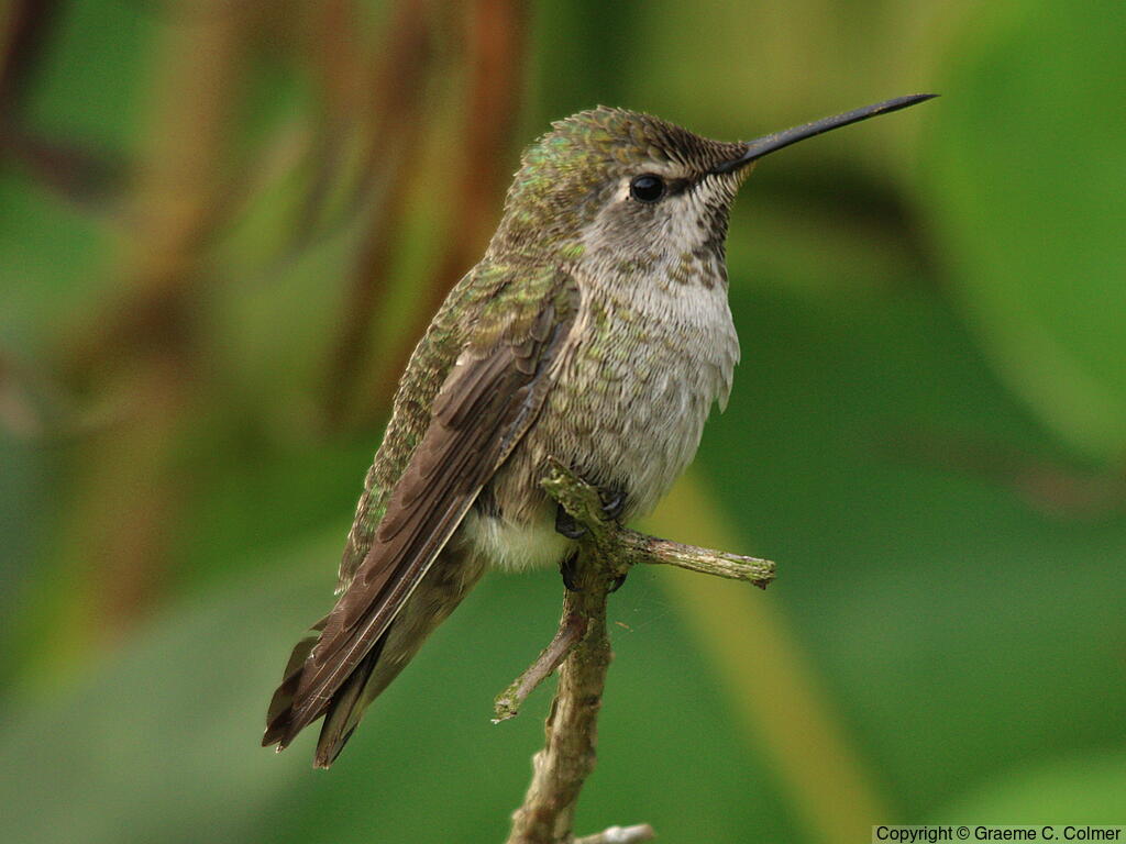 Anna's Hummingbird (Calypte anna) - Adult female