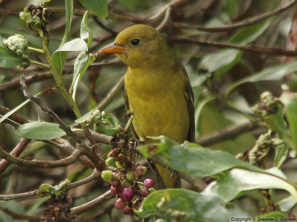 Western Tanager (Piranga ludoviciana) - Adult female