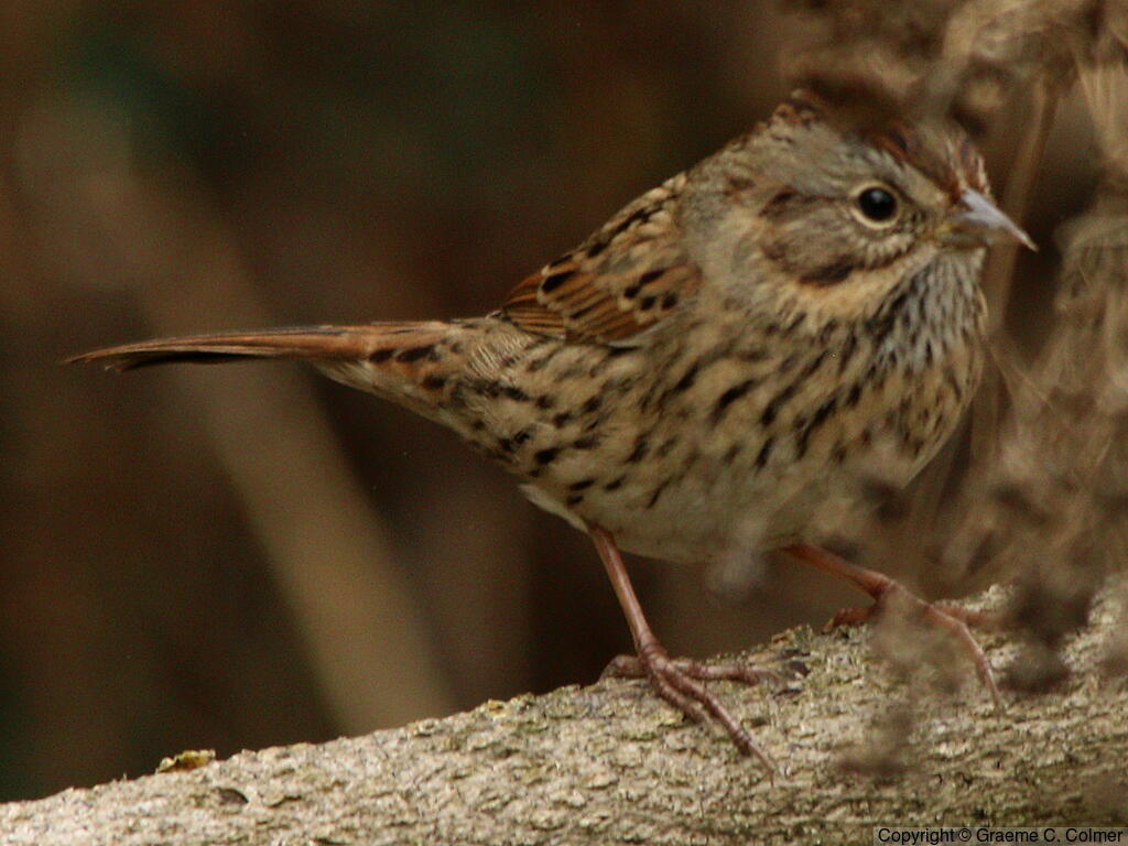 Lincoln's Sparrow (Melospiza lincolnii) - Adult