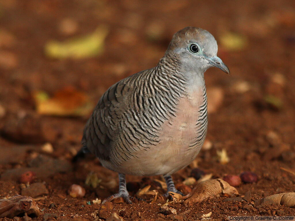 Zebra Dove (Geopelia striata) - Adult