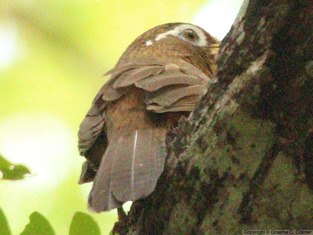 Chinese Hwamei (Garrulax canorus) - Adult