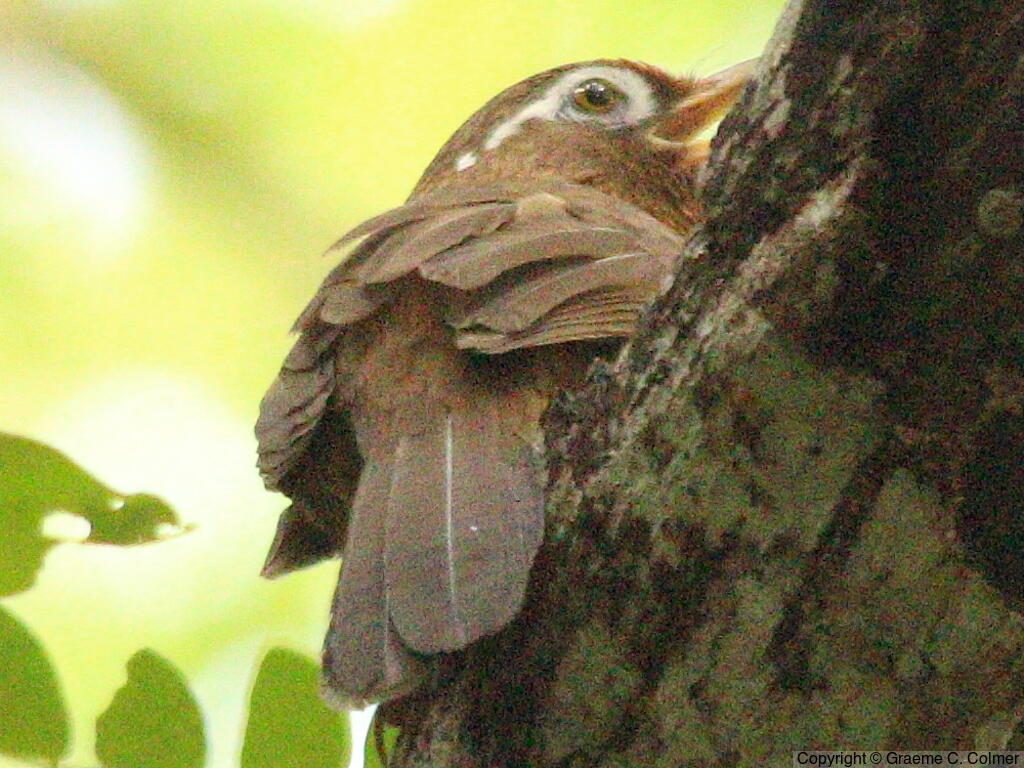 Chinese Hwamei (Garrulax canorus) - Adult