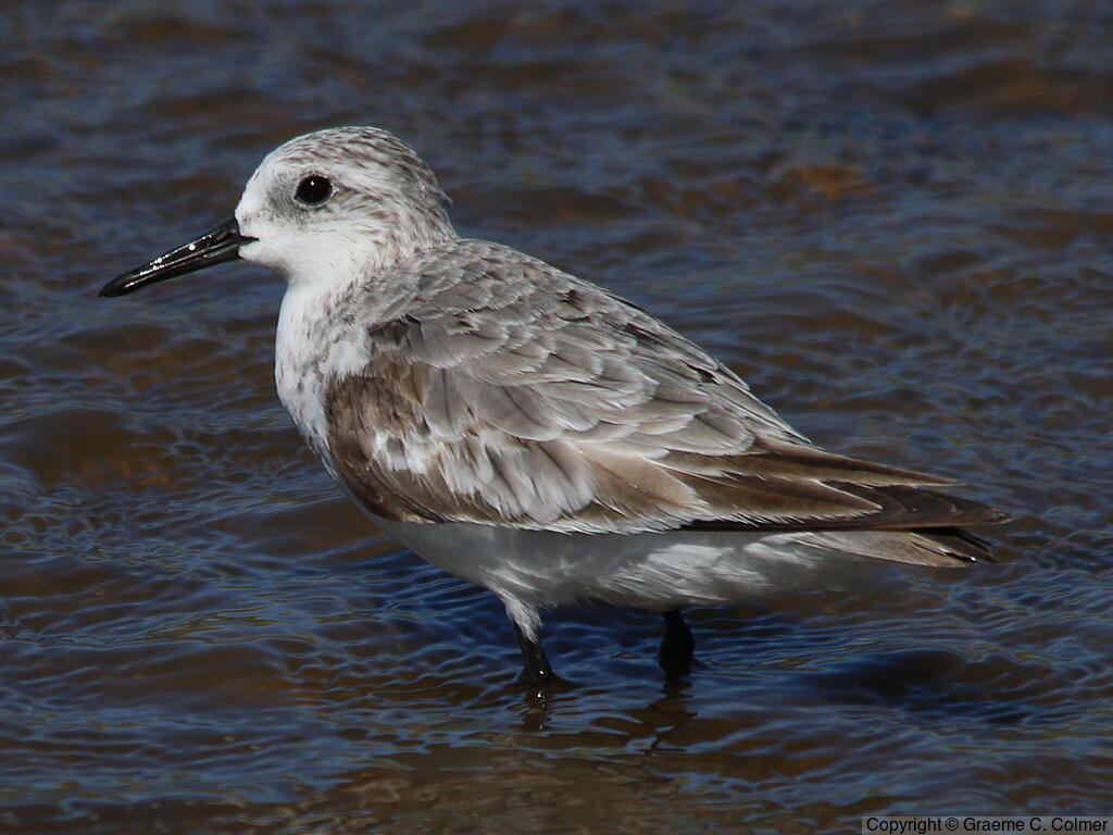 Sanderling (Calidris alba) - Juvenile