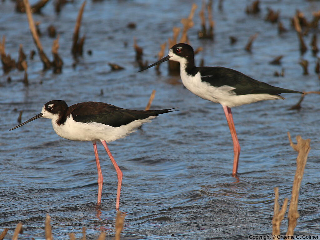 Black-necked Stilt (Himantopus mexicanus) - Adults (Hawaiian)