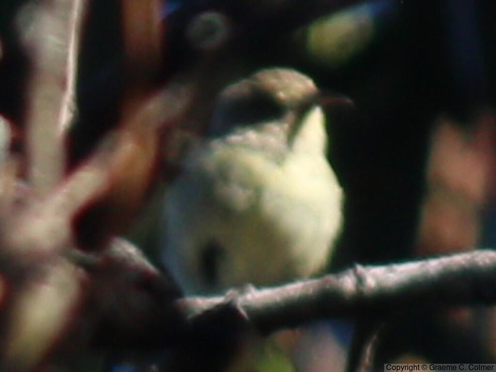 Maui Alauahio (Paroreomyza montana) - Adult