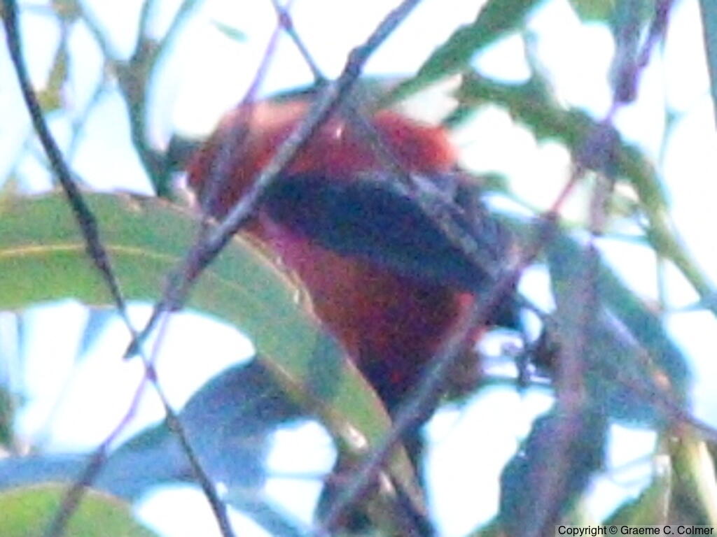 Apapane (Himatione sanguinea) - Adult