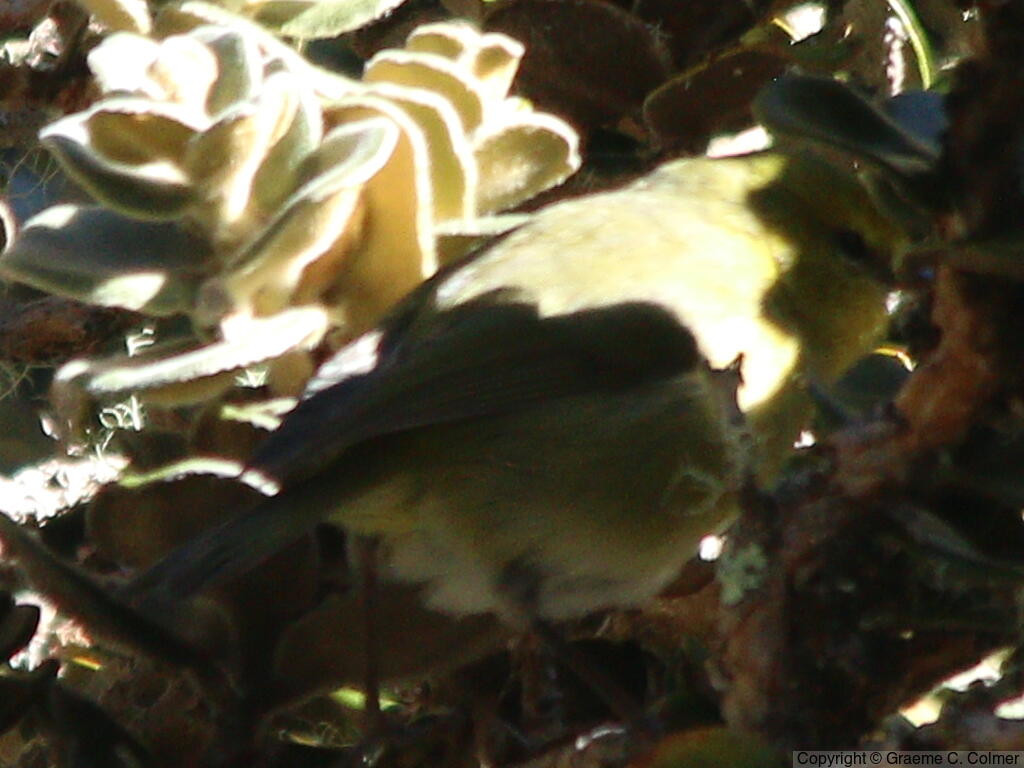 Maui Alauahio (Paroreomyza montana) - Adult