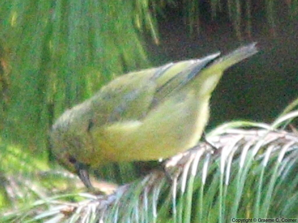 Hawaii Amakihi (Chlorodrepanis virens) - Adult