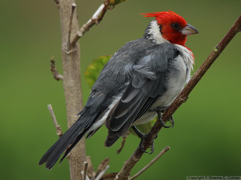 Red-crested Cardinal (Paroaria coronata) - Adult