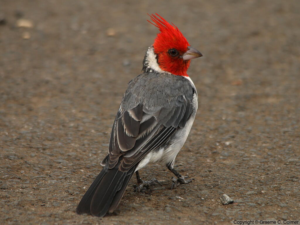 Red-crested Cardinal (Paroaria coronata) - Adult