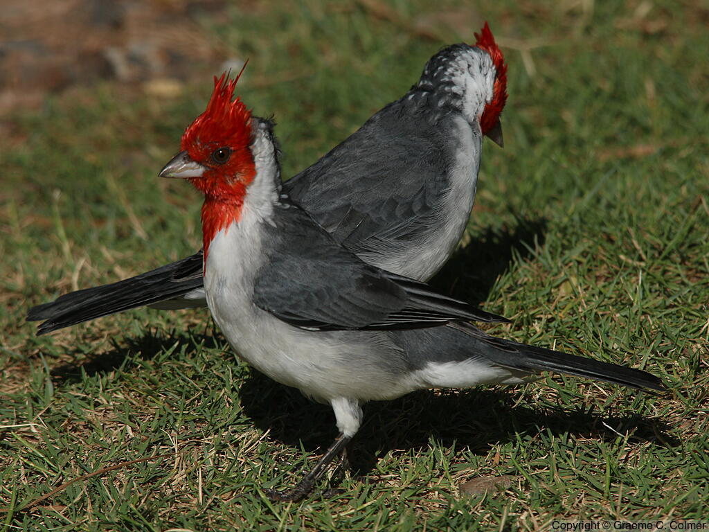 Red-crested Cardinal (Paroaria coronata) - Adults