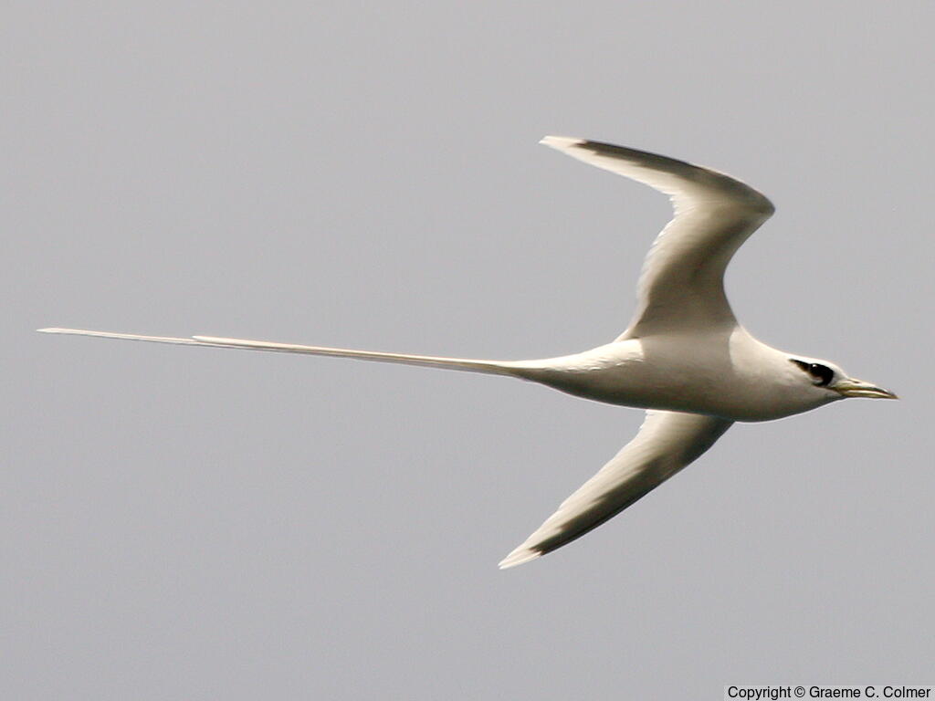 White-tailed Tropicbird (Phaethon lepturus) - Adult