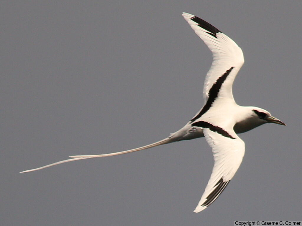 White-tailed Tropicbird (Phaethon lepturus) - Adult