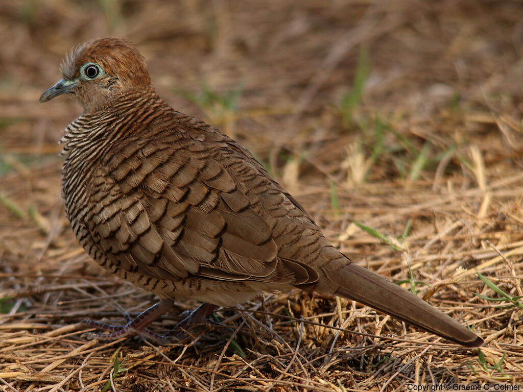 Zebra Dove (Geopelia striata) - Adult