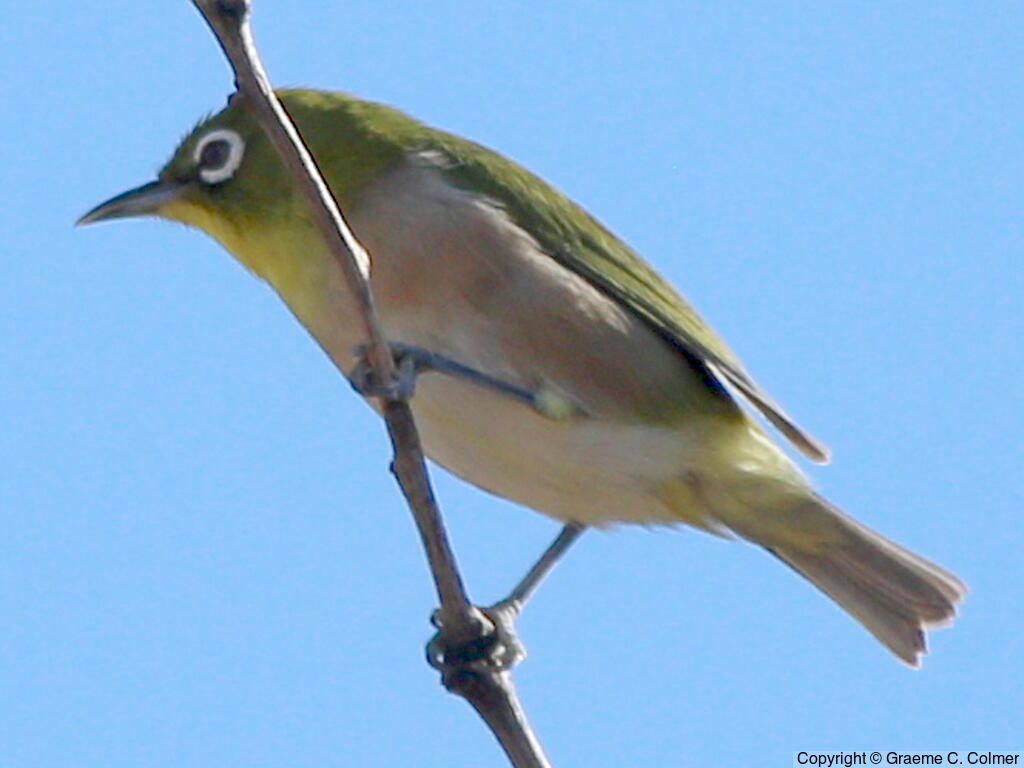 Warbling White-eye (Zosterops japonicus) - Adult