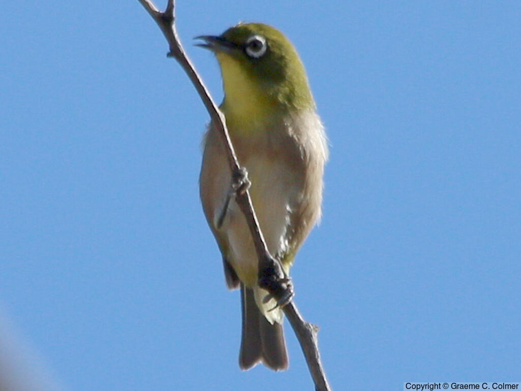 Warbling White-eye (Zosterops japonicus) - Adult
