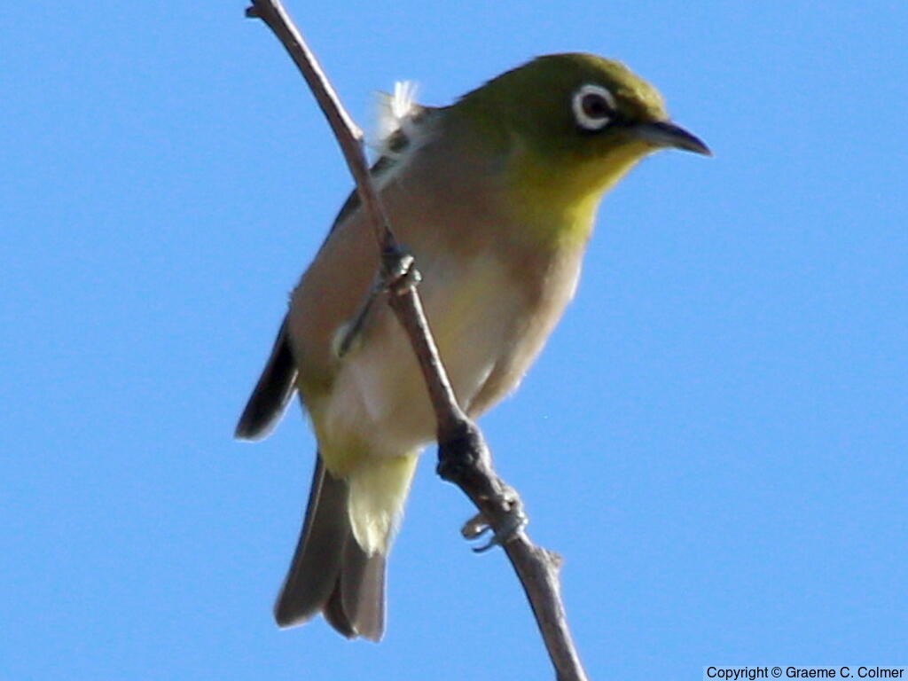 Warbling White-eye (Zosterops japonicus) - Adult