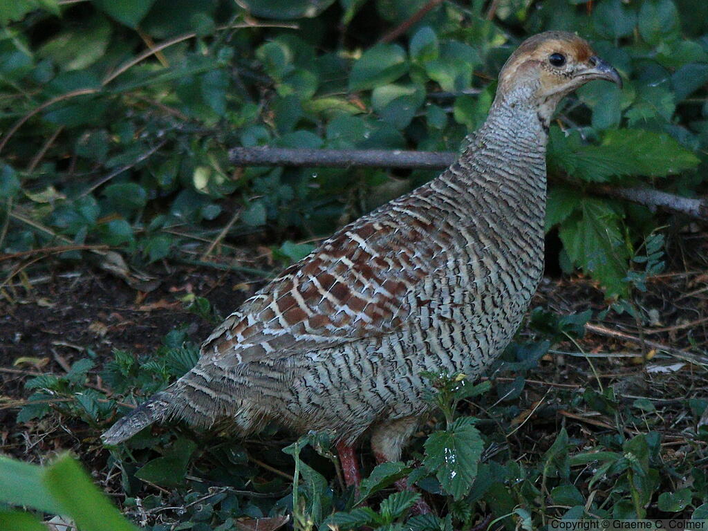 Gray Francolin (Ortygornis pondicerianus) - Adult