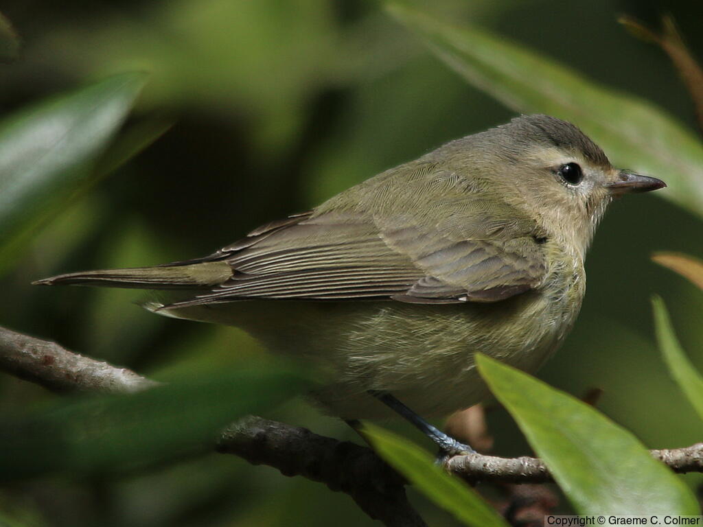 Warbling Vireo (Vireo gilvus) - Adult