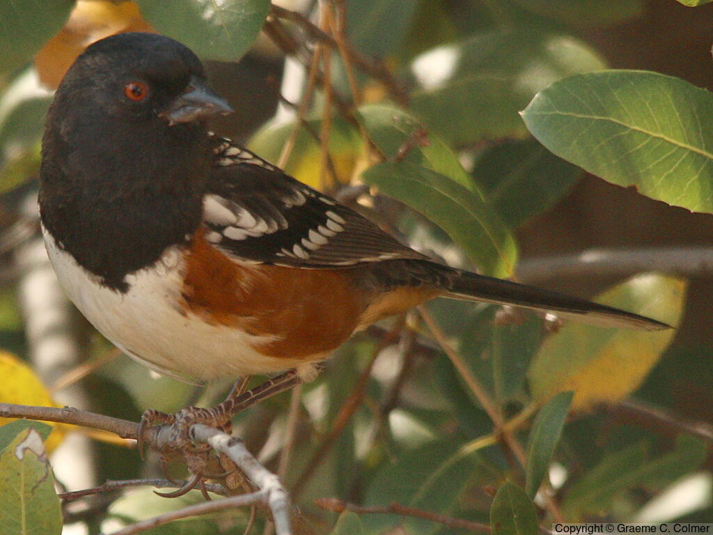 Spotted Towhee (Pipilo maculatus) - Adult