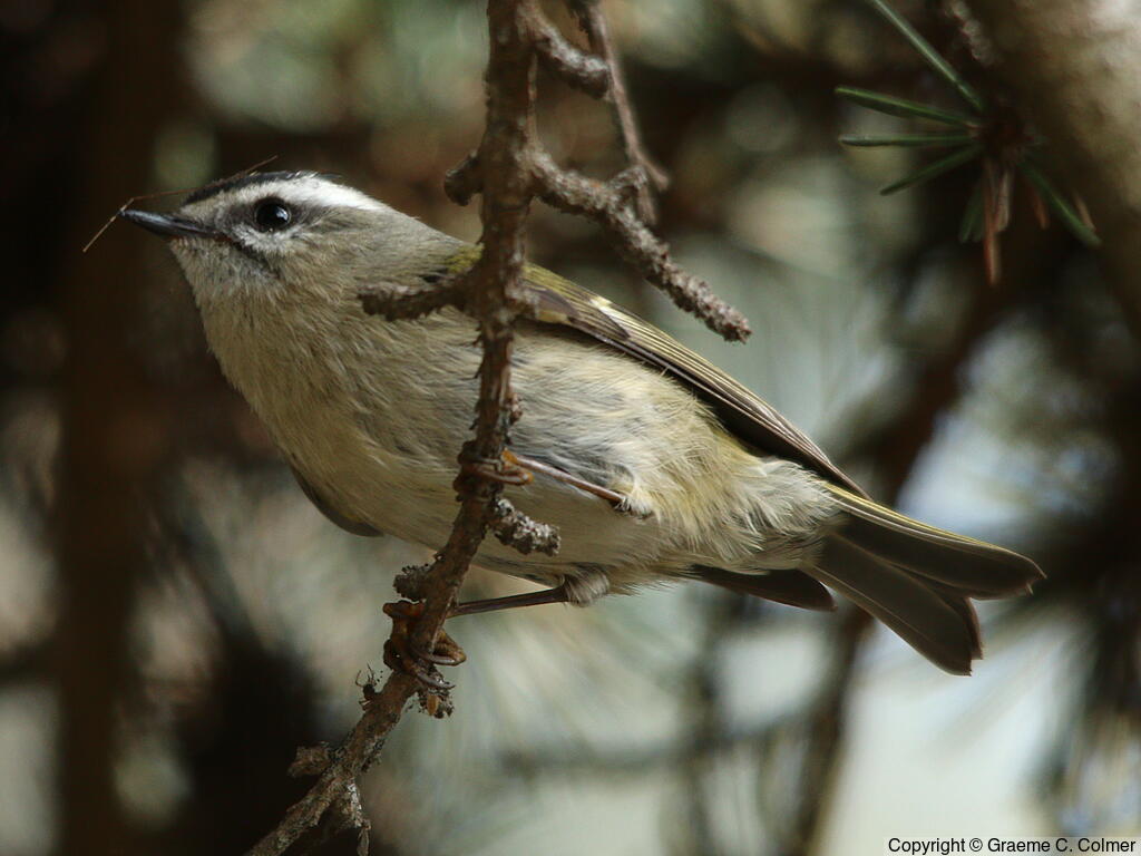 Golden-crowned Kinglet (Regulus satrapa) - Adult