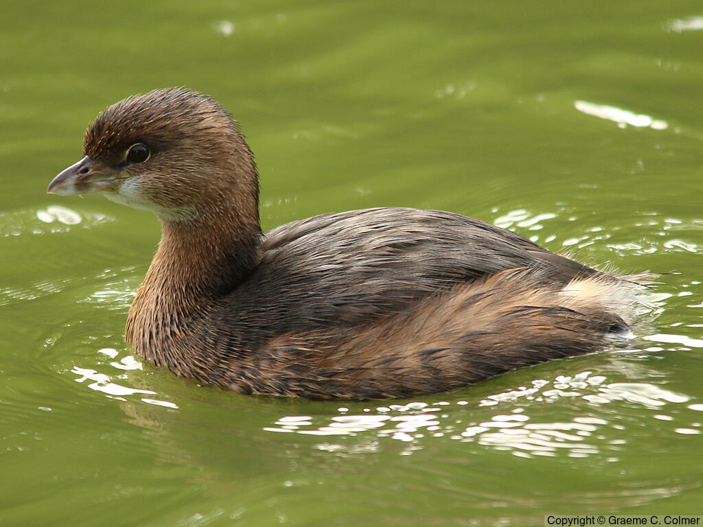 Pied-billed Grebe (Podilymbus podiceps) - Non-breeding adult/immature