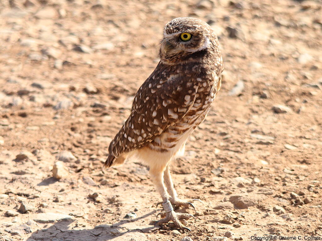 Burrowing Owl (Athene cunicularia) - Adult