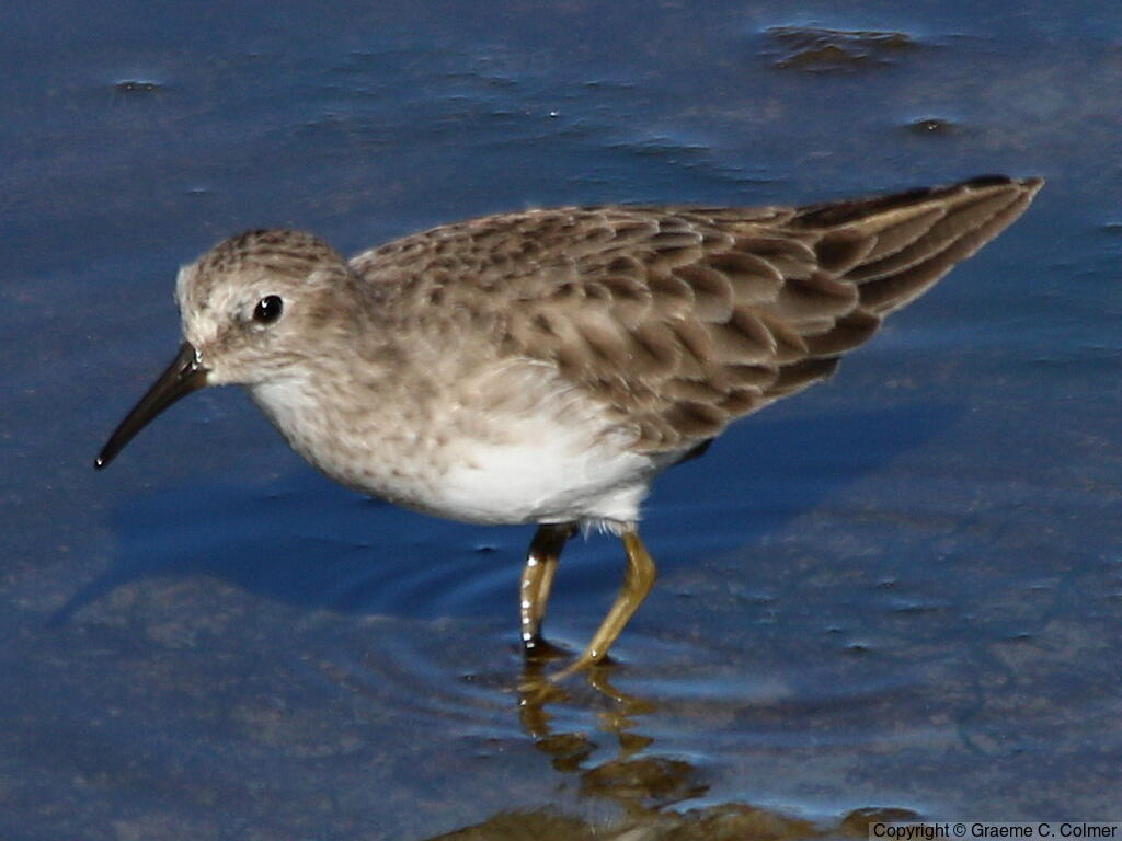 Least Sandpiper (Calidris minutilla) - Nonbreeding adult