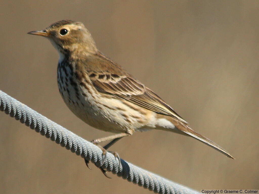 American Pipit (Anthus rubescens) - Adult