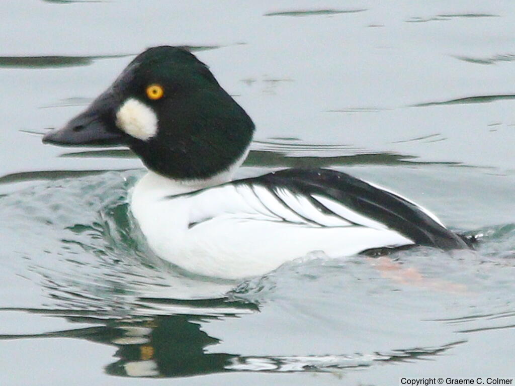 Common Goldeneye (Bucephala clangula) - Adult male