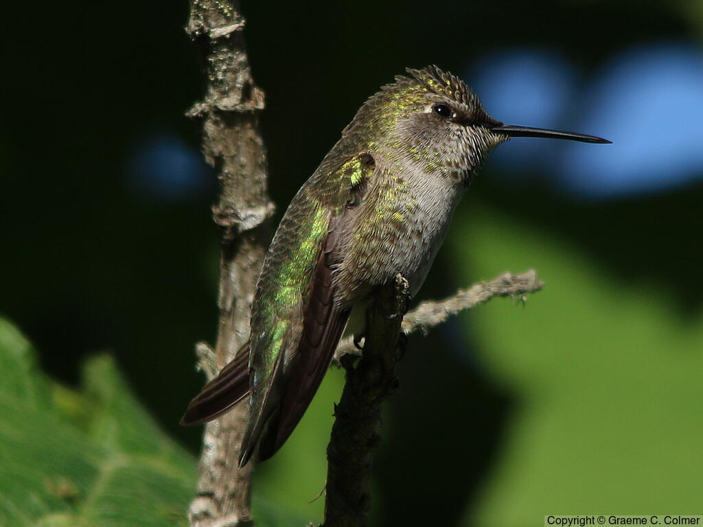 Anna's Hummingbird (Calypte anna) - Adult female