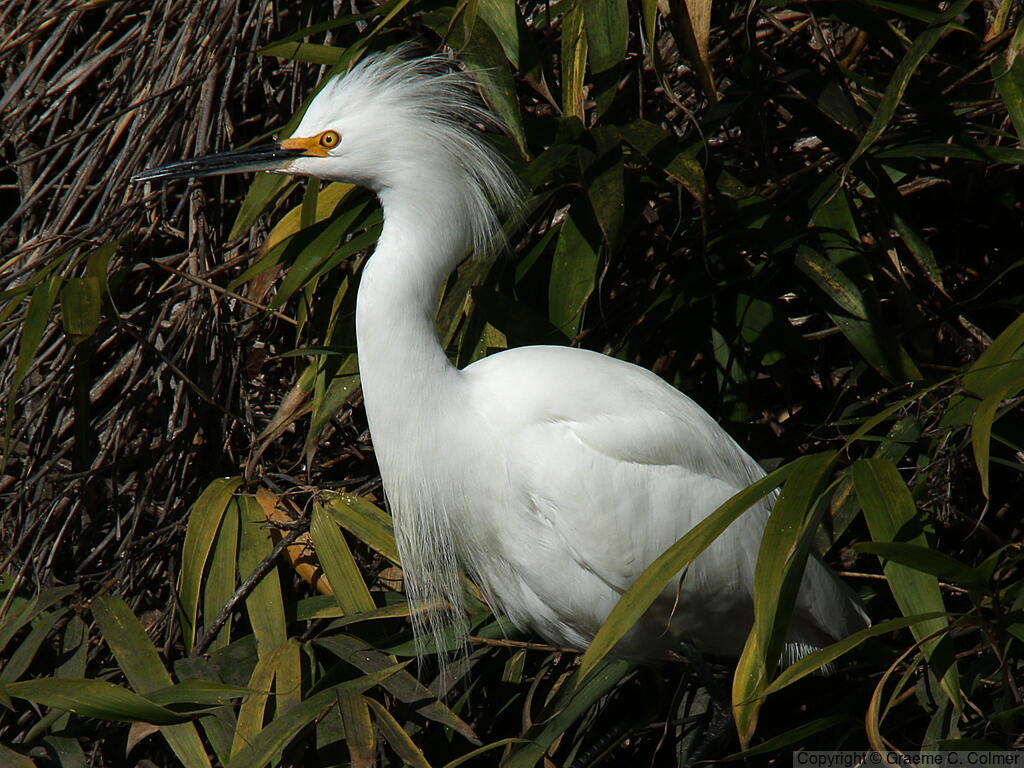 Snowy Egret (Egretta thula) - Breeding adult