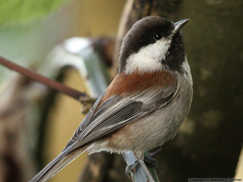 Chestnut-backed Chickadee (Poecile rufescens) - Adult