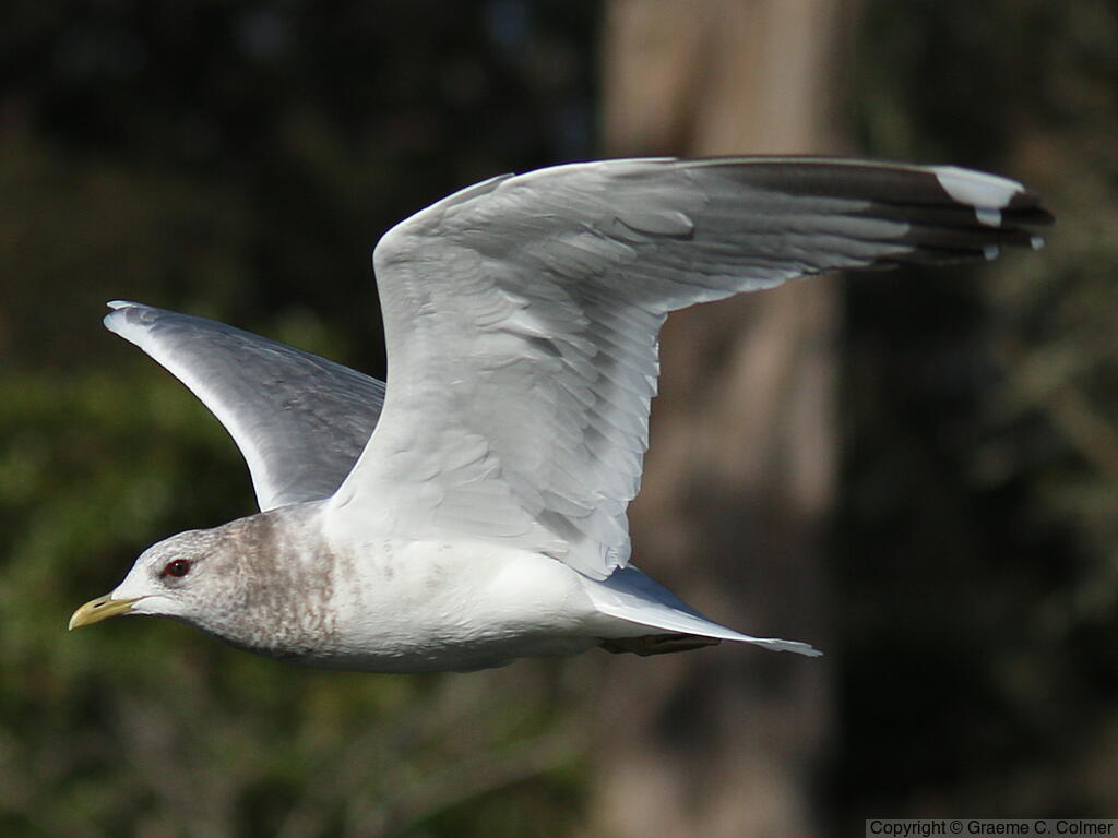 Short-billed Gull (Larus brachyrhynchus) - Non-breeding adult