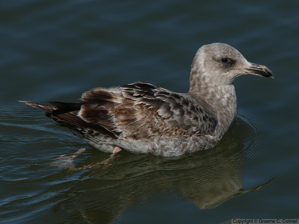 California Gull (Larus californicus) - Juvenile