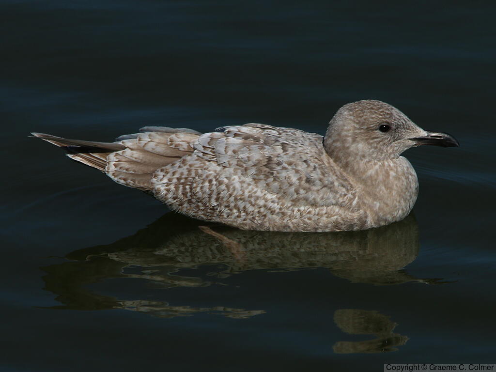 Iceland Gull (Larus glaucoides) - First winter (Thayer’s)