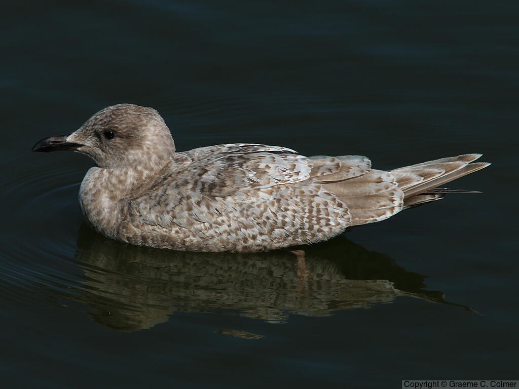 Iceland Gull (Larus glaucoides) - First winter (Thayer’s)