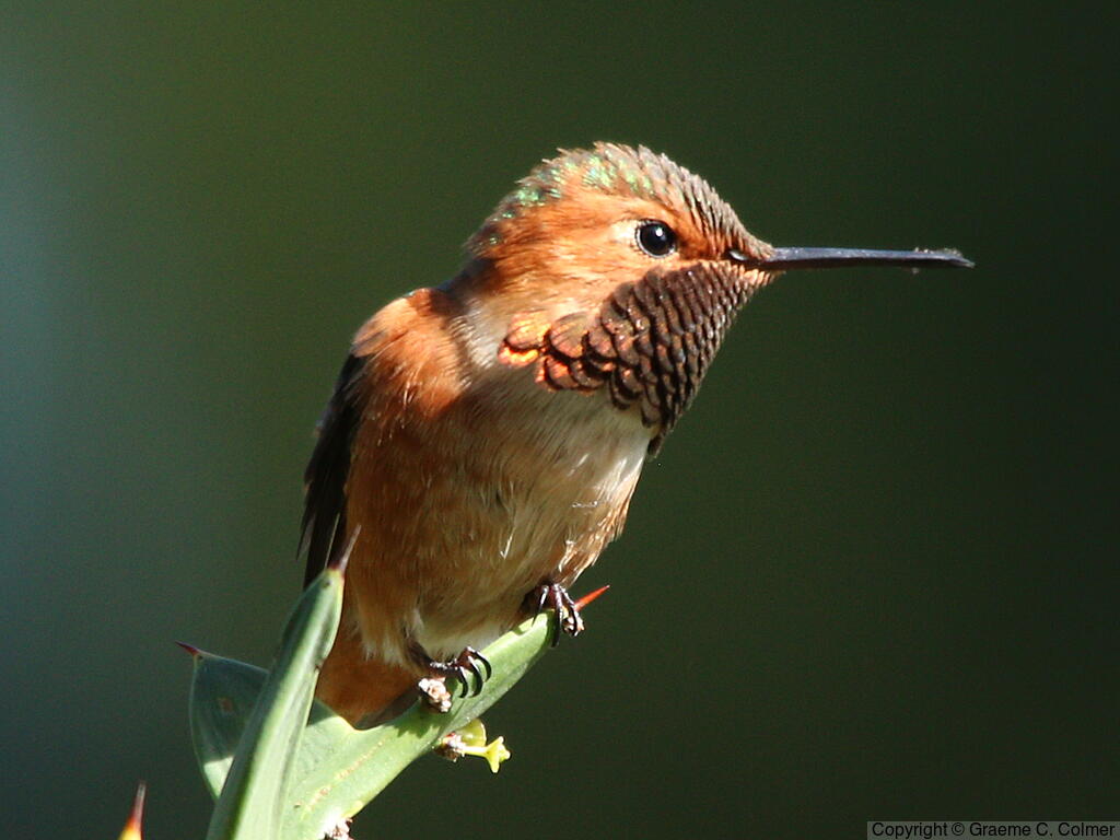 Allen's Hummingbird (Selasphorus sasin) - Adult male